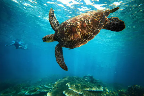 Turtle photo Photography of underwater life