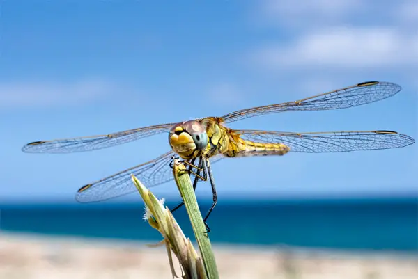 macro photography