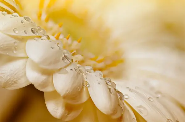 macro photography