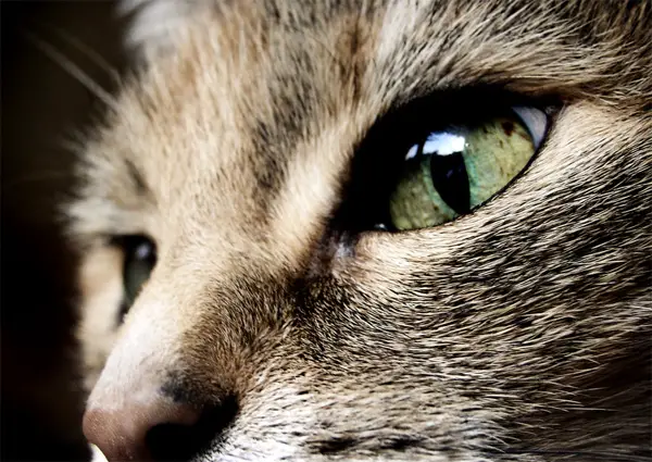 macro photography