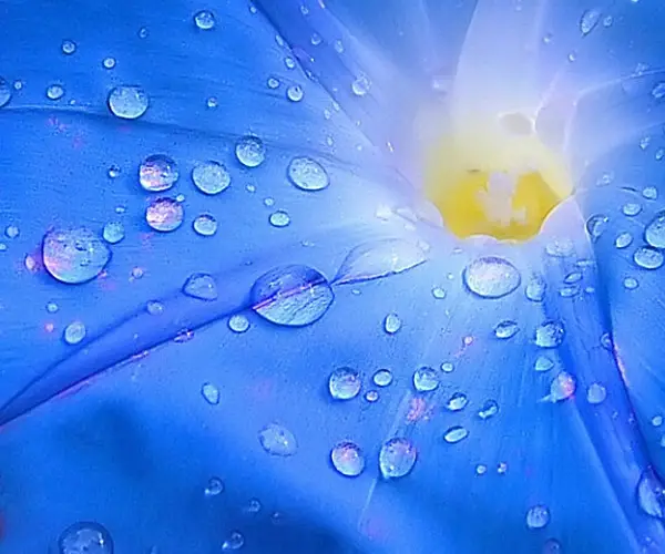 close up photography