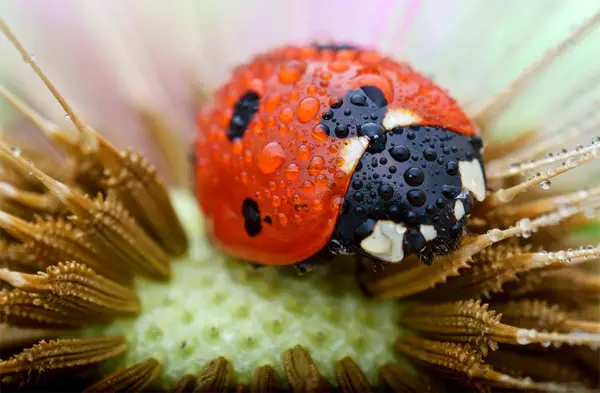 small bug close-up photo