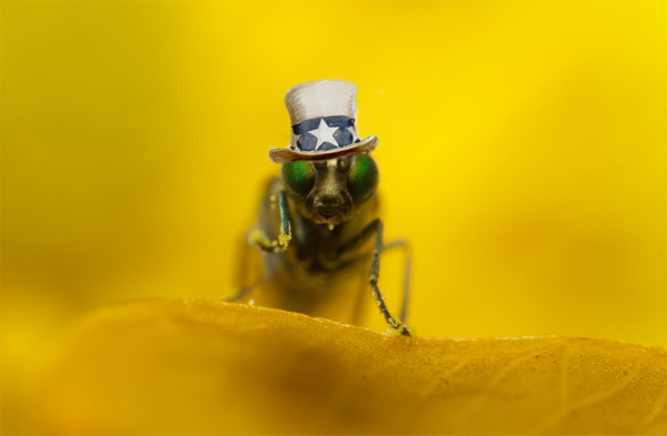 insect close-up photo