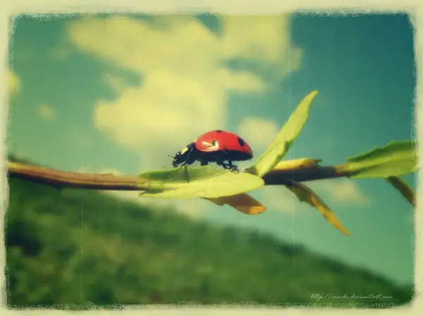ladybug vintage photo