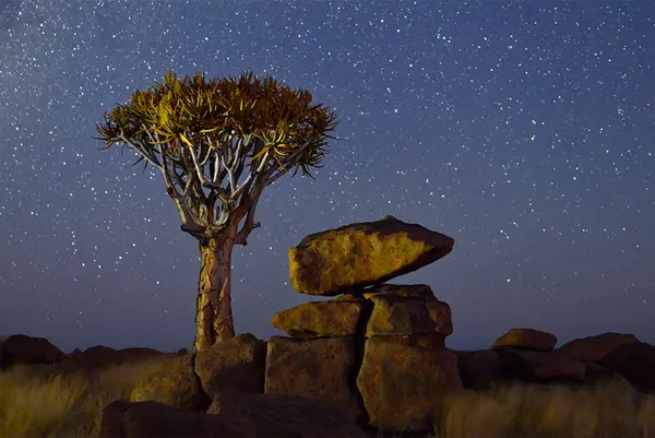 Composition is the key to any great photograph. Photo by Marsel van Oosten