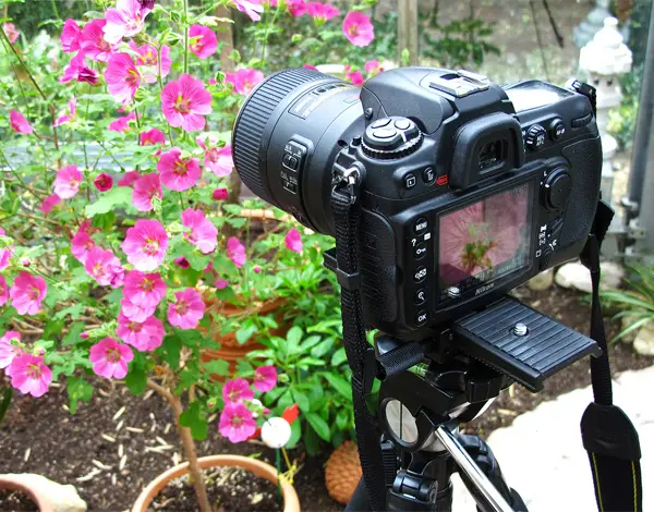 Note how this picture is sharp all over the place? That’s thanks to focus stacking! Photo by Habub3