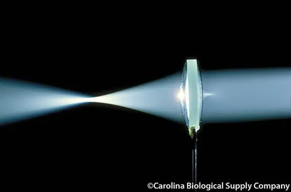 You camera’s lens works like this. Photo by Carolina Biological Supply Company