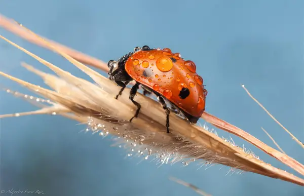Manual focusing can help produce breathtaking macro shots like this one! Photo by Alejandro Ferrer Ruiz