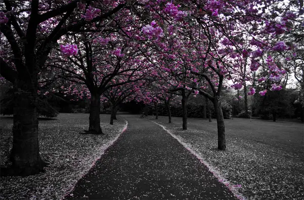 3-black-white-pink-blossom-garden