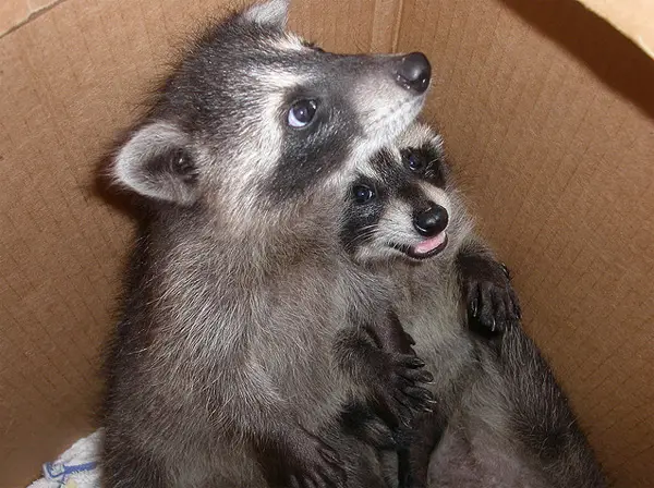 Funny Raccoon Photos - Photodoto
