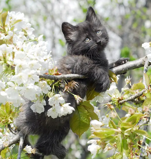 Черные котики фото