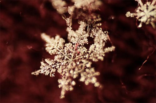 macro photography snowflakes