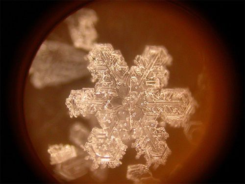 macro photography snowflakes