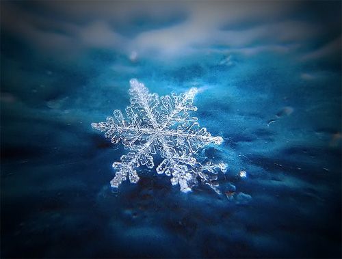 macro photography snowflakes