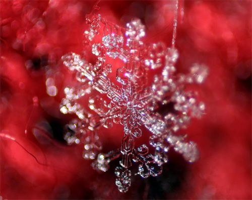 macro photography snowflakes