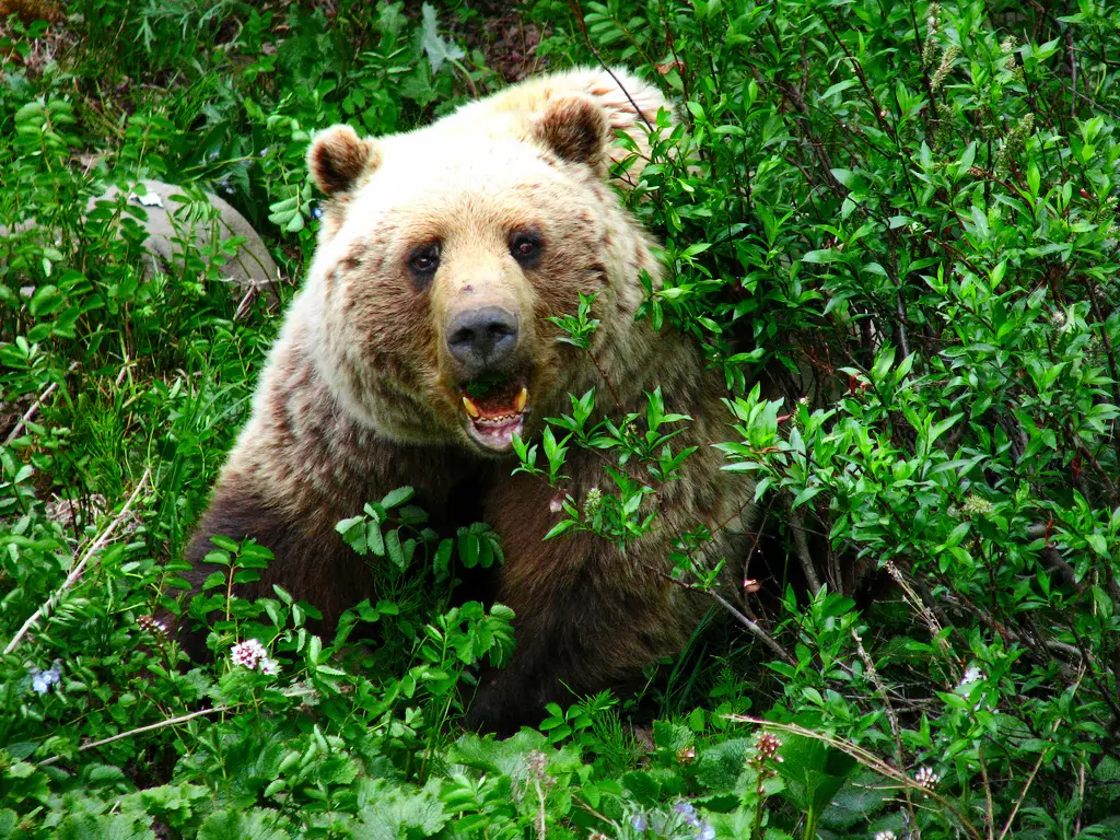 A large grizzly in the Denali National Park.