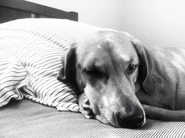 Adorable photos of potential family pets make for an easy sell when adopting them out! Photo by Tim Gilbreath