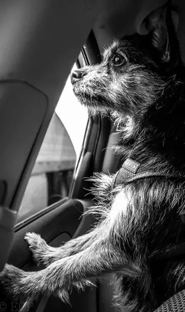 Reddit Photographers Share The Coolest Pictures Ever To Blow Your Mind Photodoto - Best Dog Car Seat Reddit