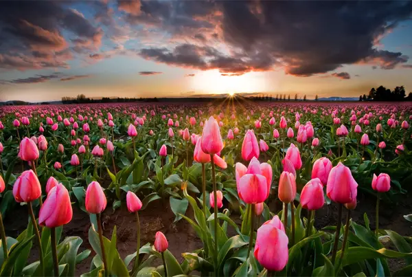 50 Majestic Spring Photography Examples to Set Up Your Mood