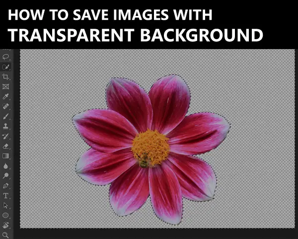 transparent background flower photo