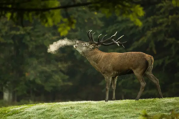 deer breath in cold