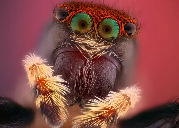 spider face closeup