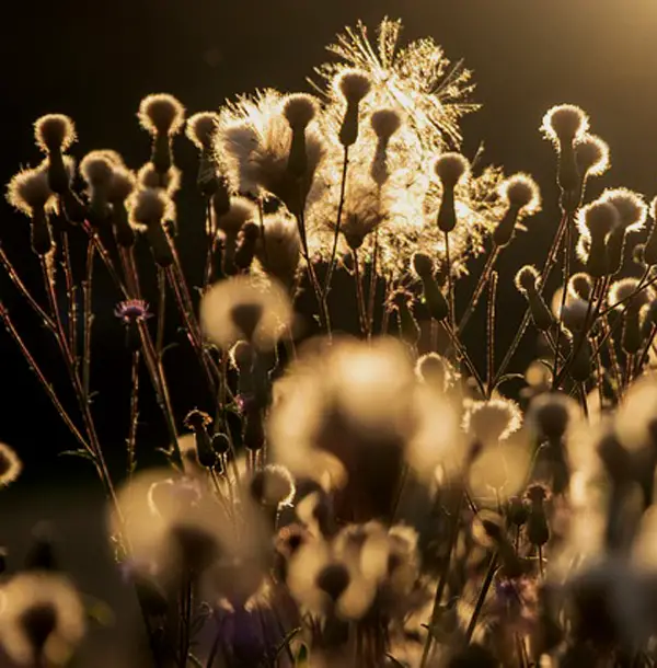 Golden hour bokeh